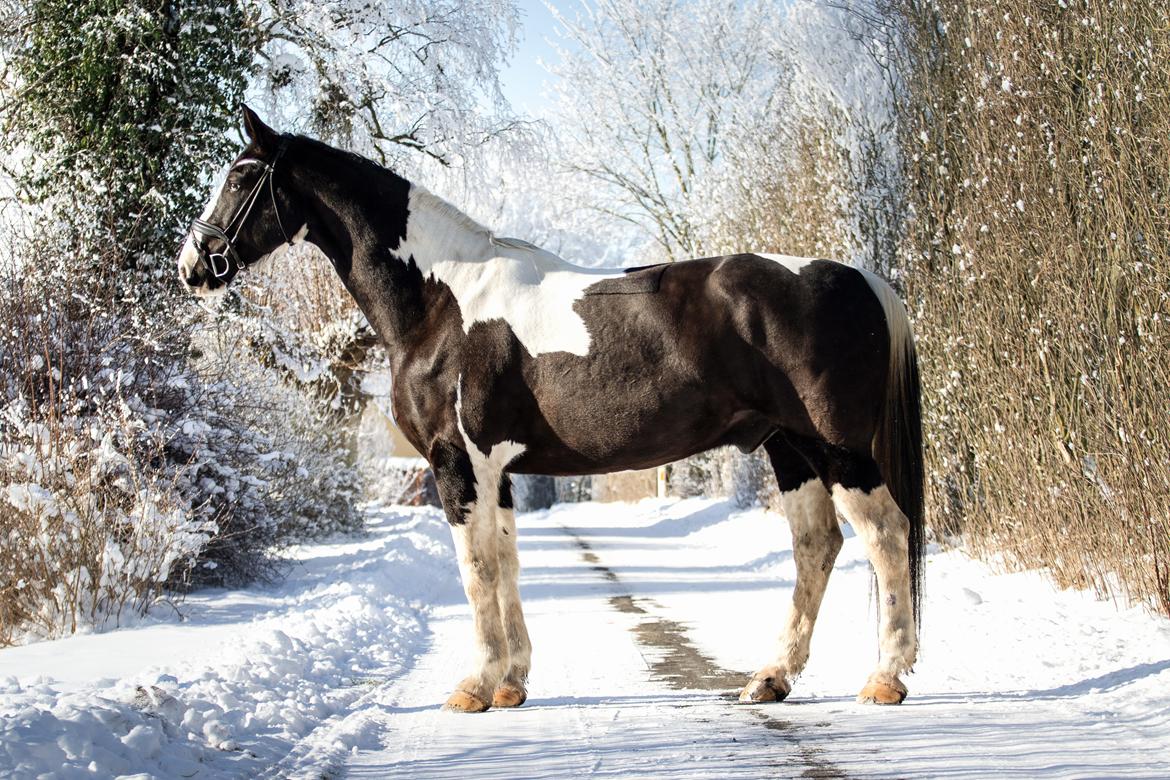 Oldenborg Neubran's Giant Gangster - Februar 2021. Fotograf: Victoria Bruhn billede 2