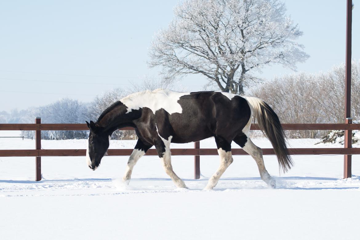 Oldenborg Neubran's Giant Gangster - Februar 2021. Fotograf: Victoria Bruhn billede 15