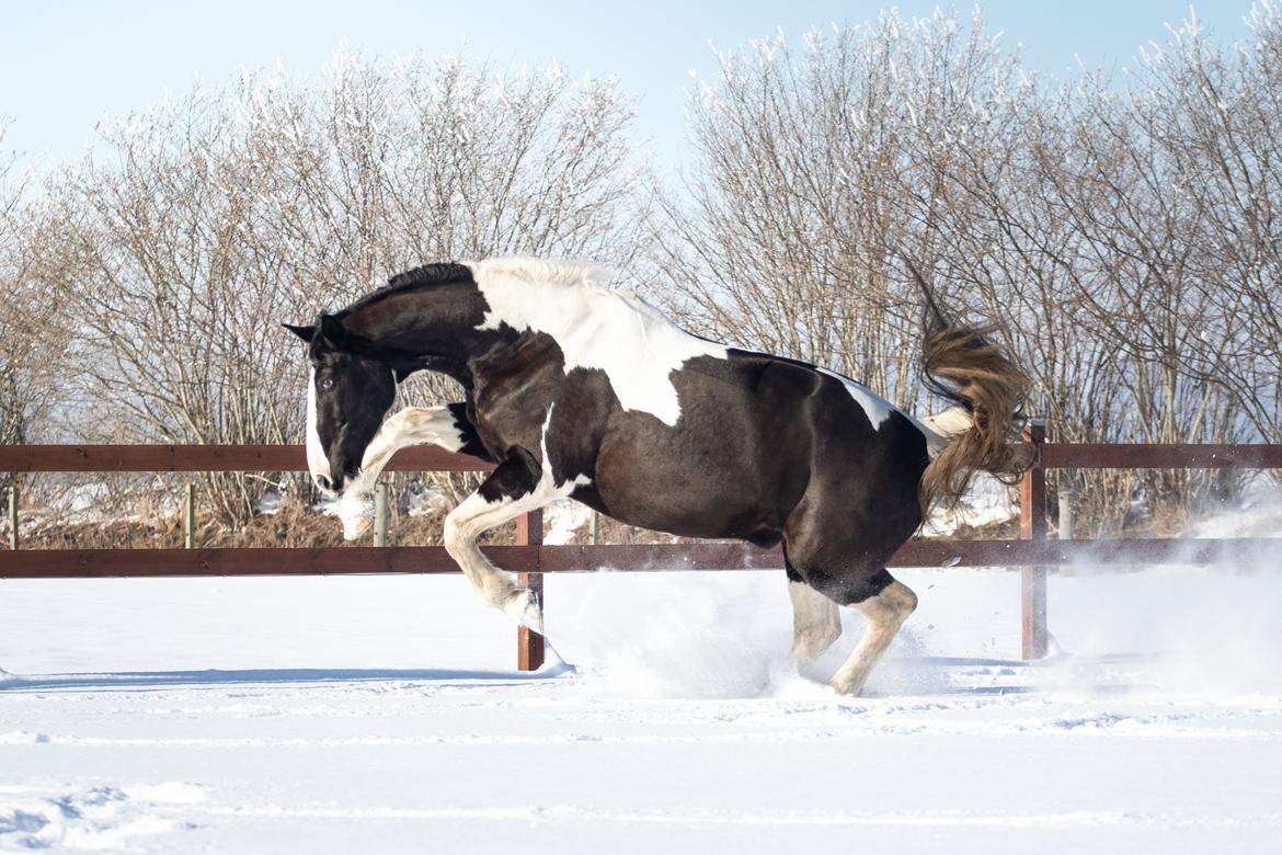 Oldenborg Neubran's Giant Gangster - Februar 2021. Fotograf: Victoria Bruhn billede 16