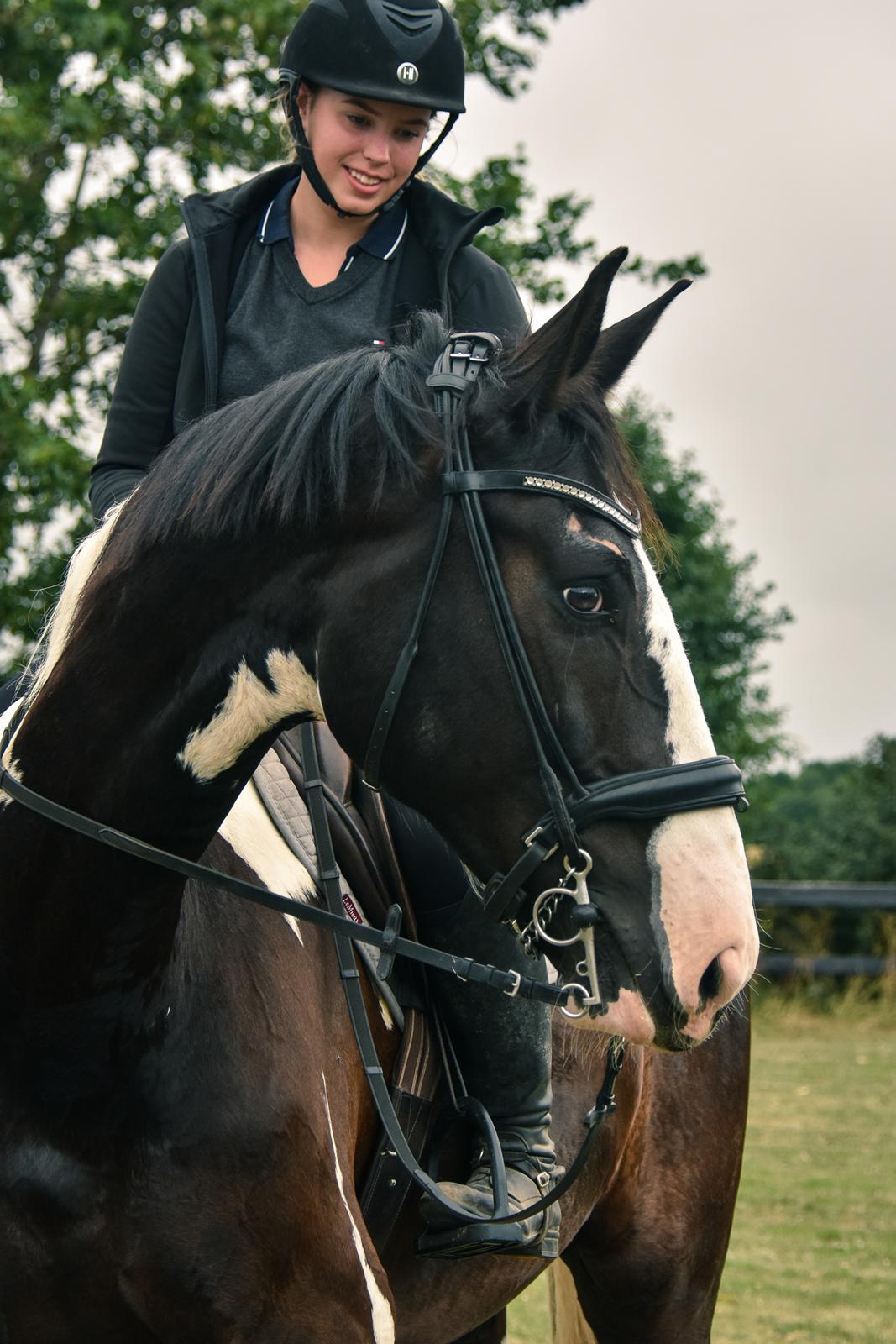 Oldenborg Neubran's Giant Gangster - Til springkursus ved Stald Kejlberg. Vi var styrtet dagen før, deraf hans hudafskrabning over øjet. Fotograf: Janni Arnoldsen billede 17