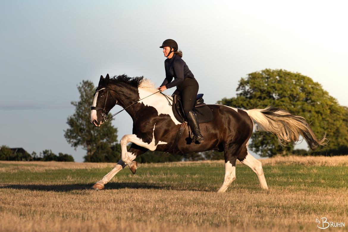 Oldenborg Neubran's Giant Gangster - Fri galop. Det er lidt svært at give Gangster frie tøjler, for han stopper ikke så nemt igen. Fotograf: Victoria Bruhn billede 18