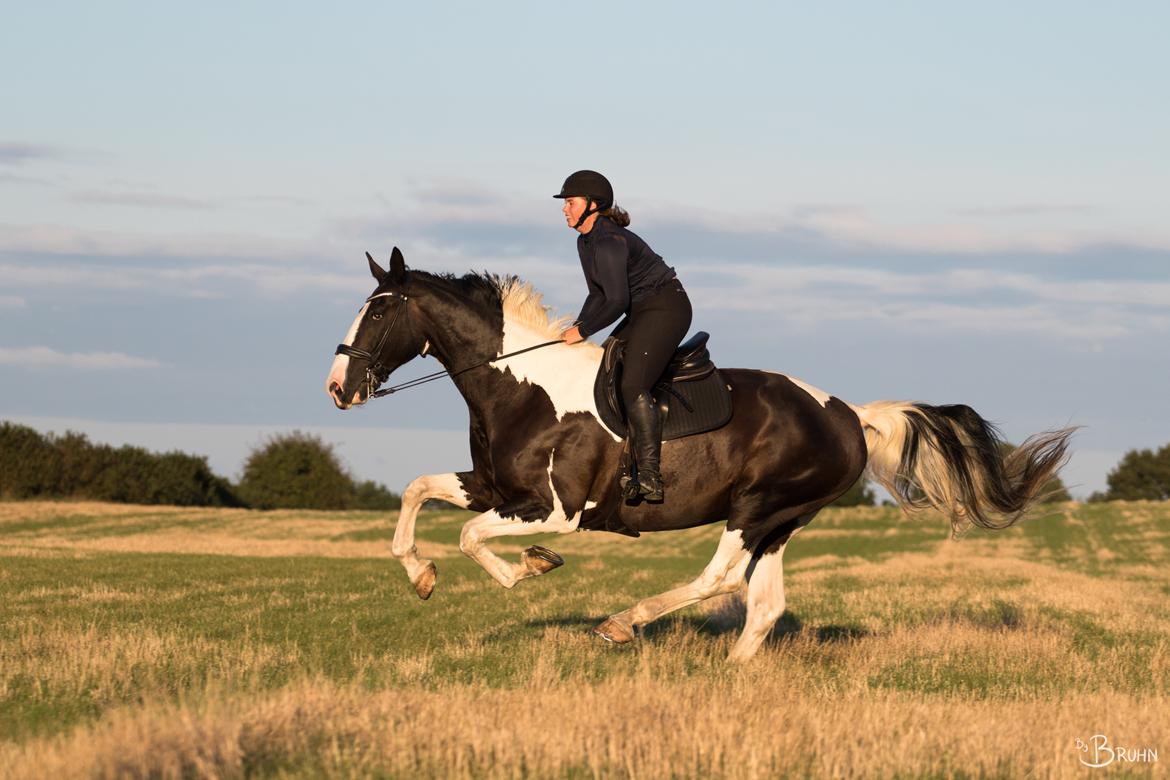 Oldenborg Neubran's Giant Gangster - Gangster har en virkelig stor og rummelig galop, som især kommer til udtryk i fri galop. Fotograf: Victoria Bruhn billede 19
