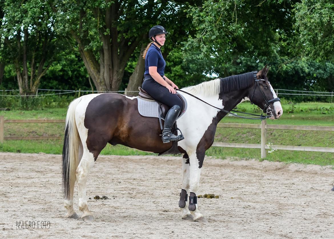 Oldenborg Neubran's Giant Gangster - Springundervisning. Fotograf: Palero Foto billede 20
