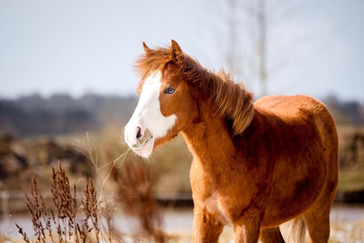 Anden særlig race Red Breeze billede 2