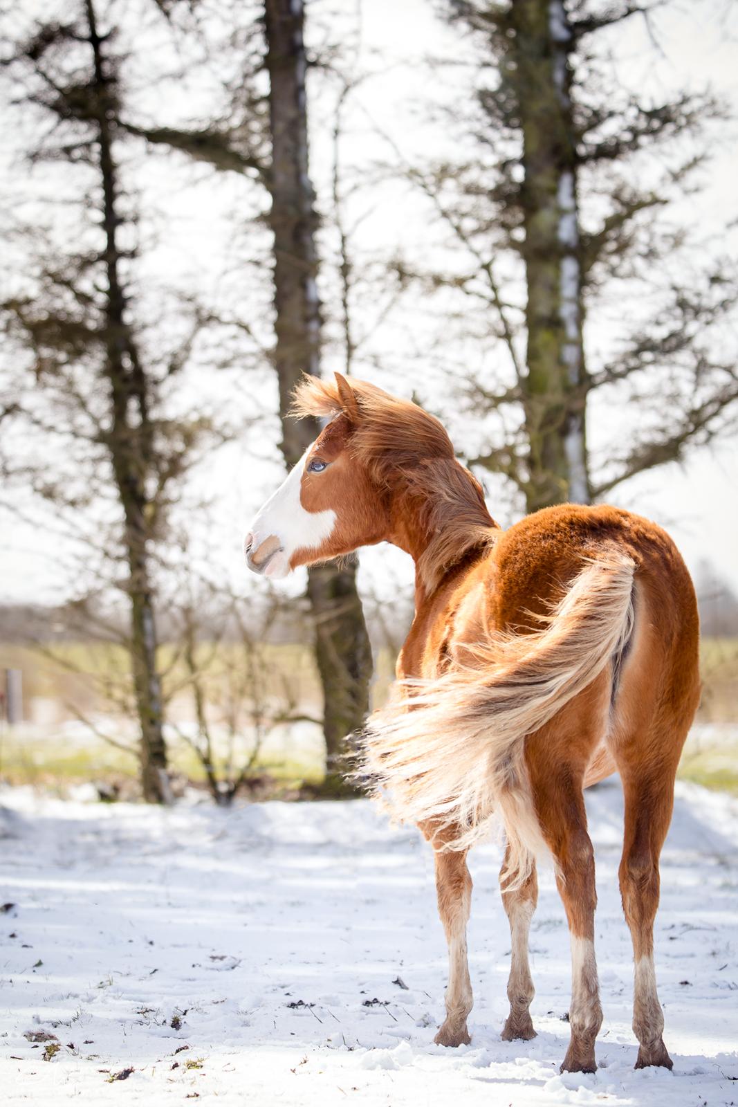 Anden særlig race Red Breeze billede 3