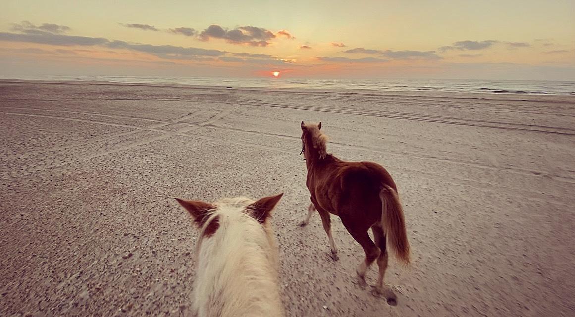 Anden særlig race Red Breeze billede 8