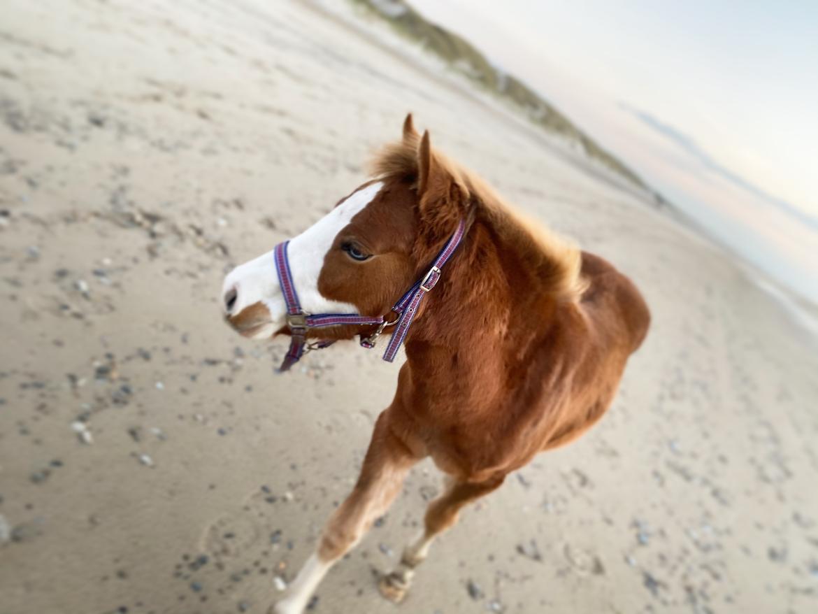 Anden særlig race Red Breeze billede 9