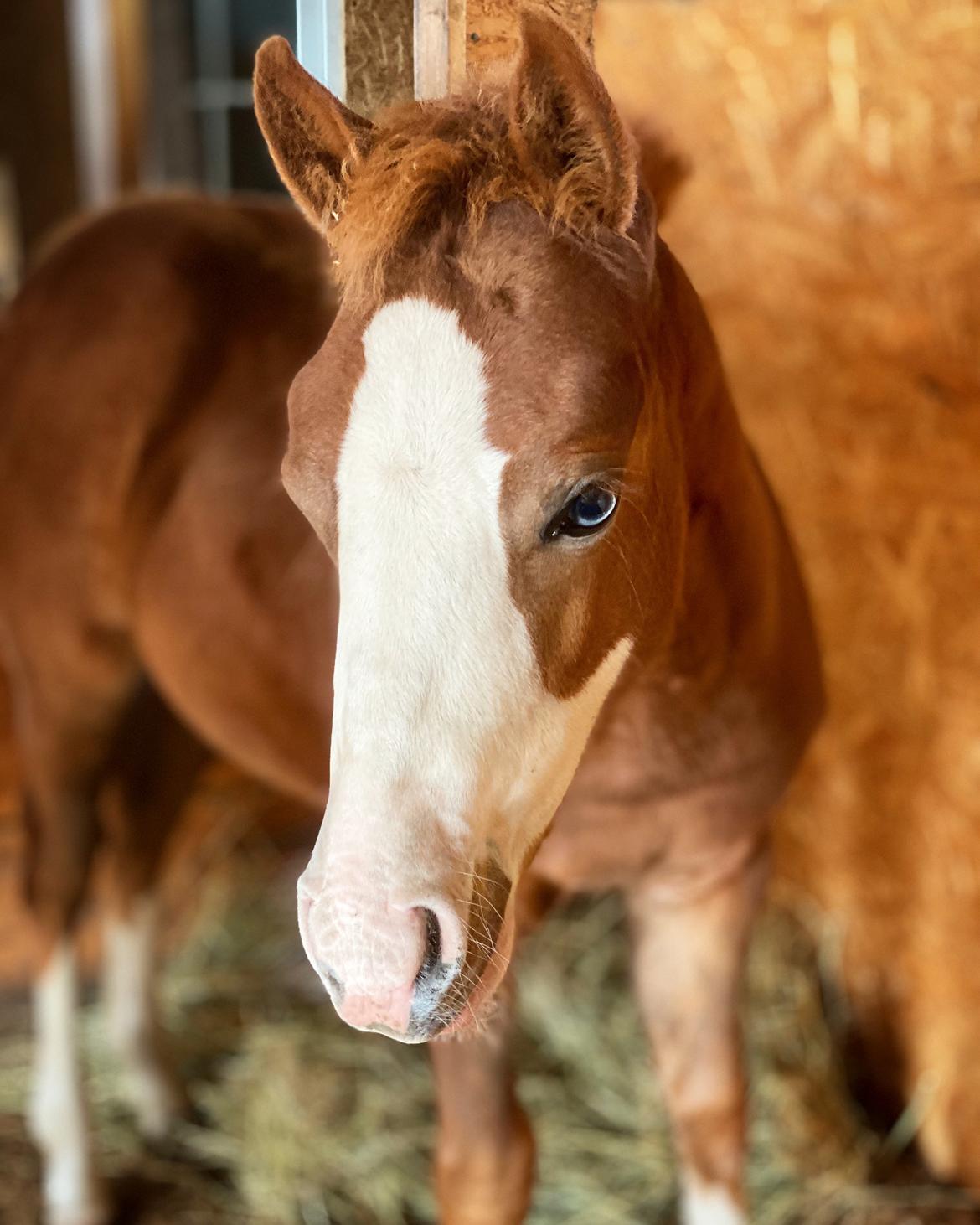 Anden særlig race Red Breeze billede 13