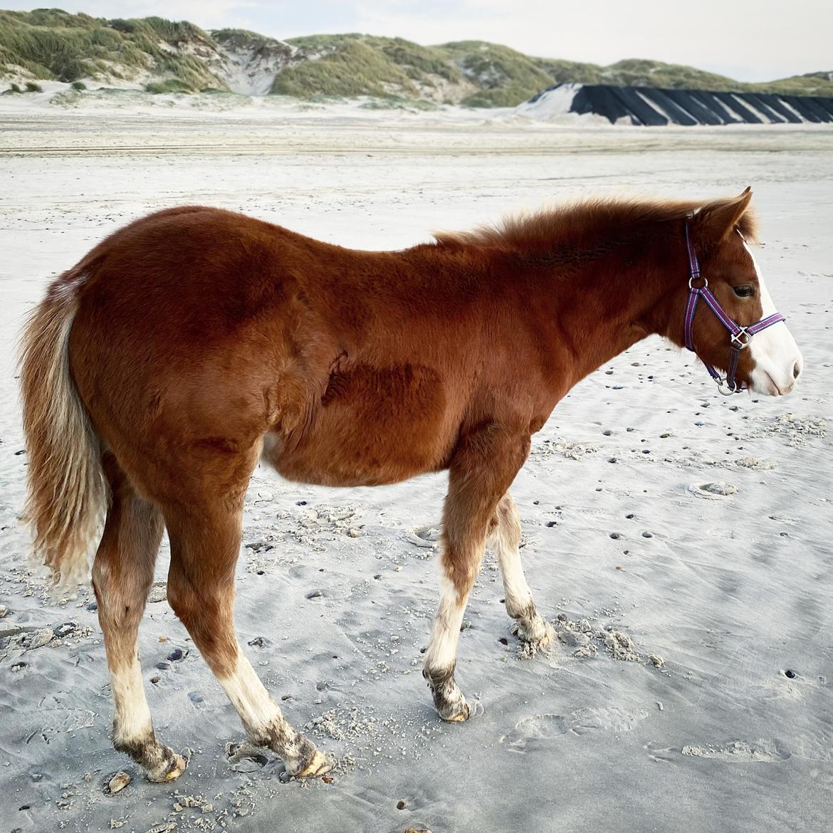 Anden særlig race Red Breeze billede 12