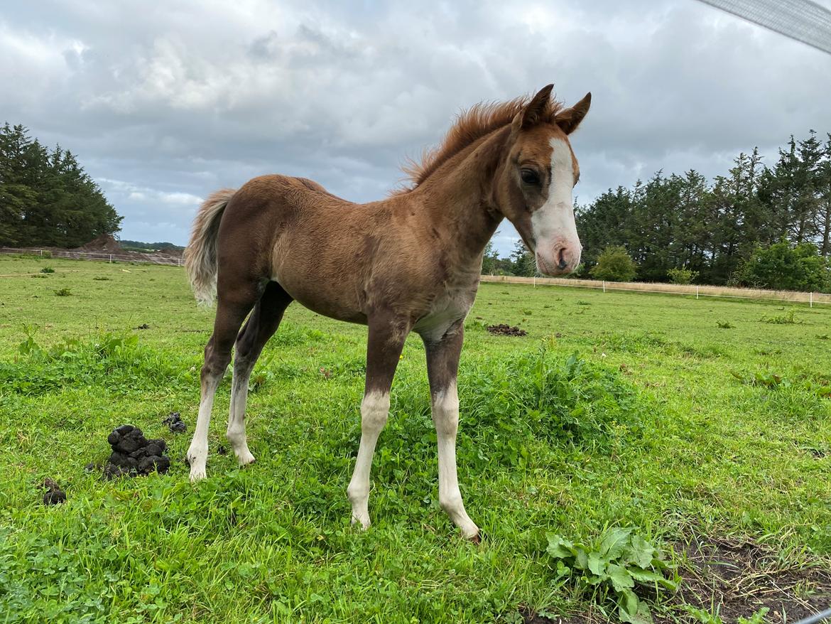 Anden særlig race Red Breeze billede 5