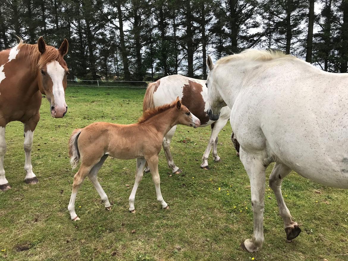 Anden særlig race Red Breeze billede 10