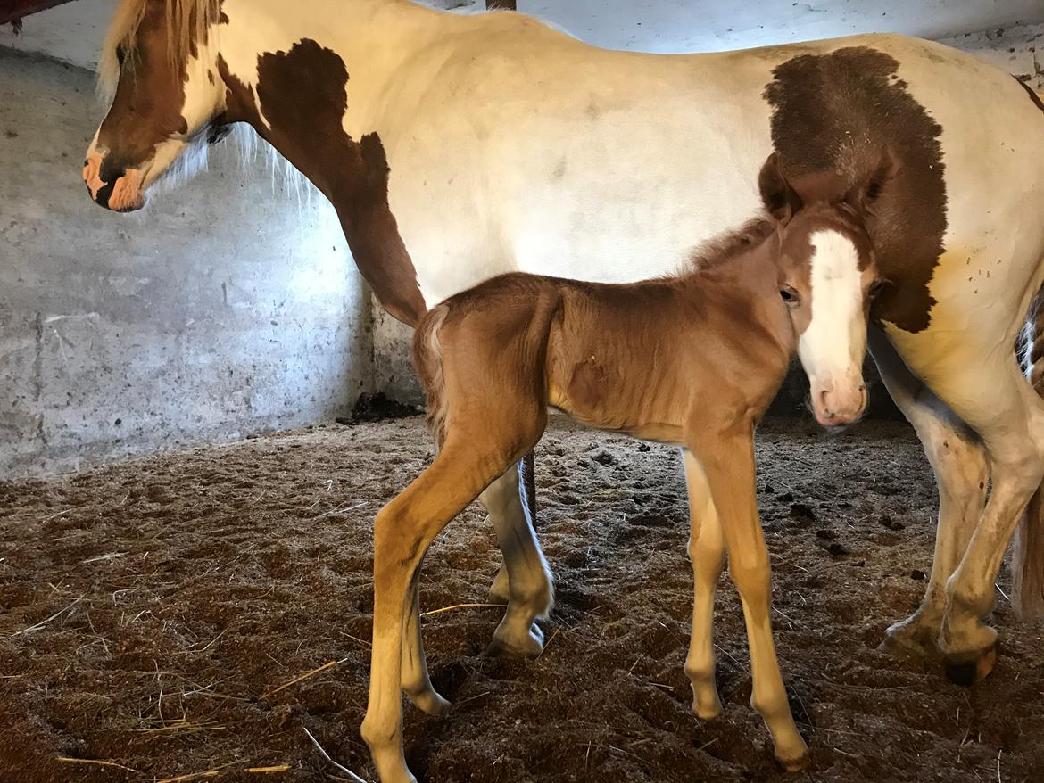 Anden særlig race Red Breeze billede 16