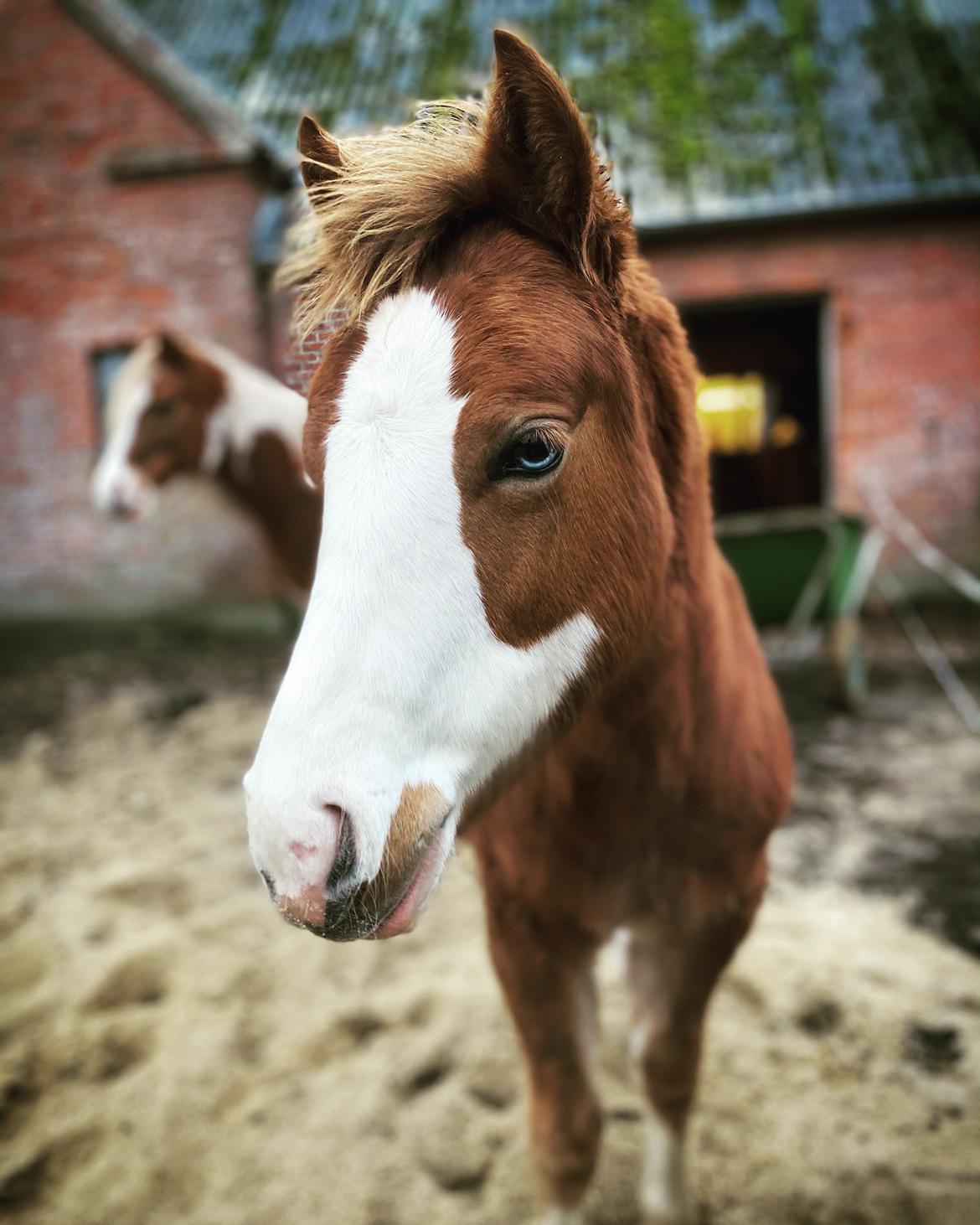 Anden særlig race Red Breeze billede 6