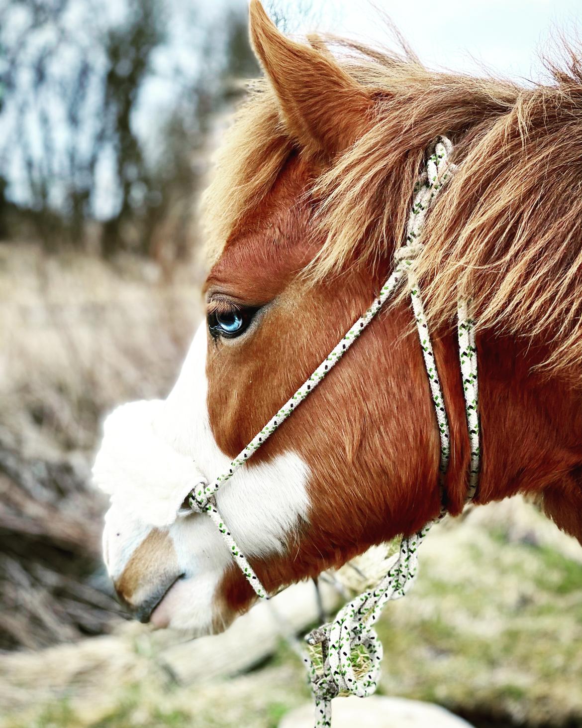 Anden særlig race Red Breeze billede 18