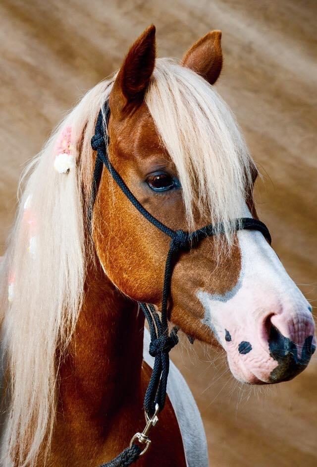 Anden særlig race  Britta billede 1