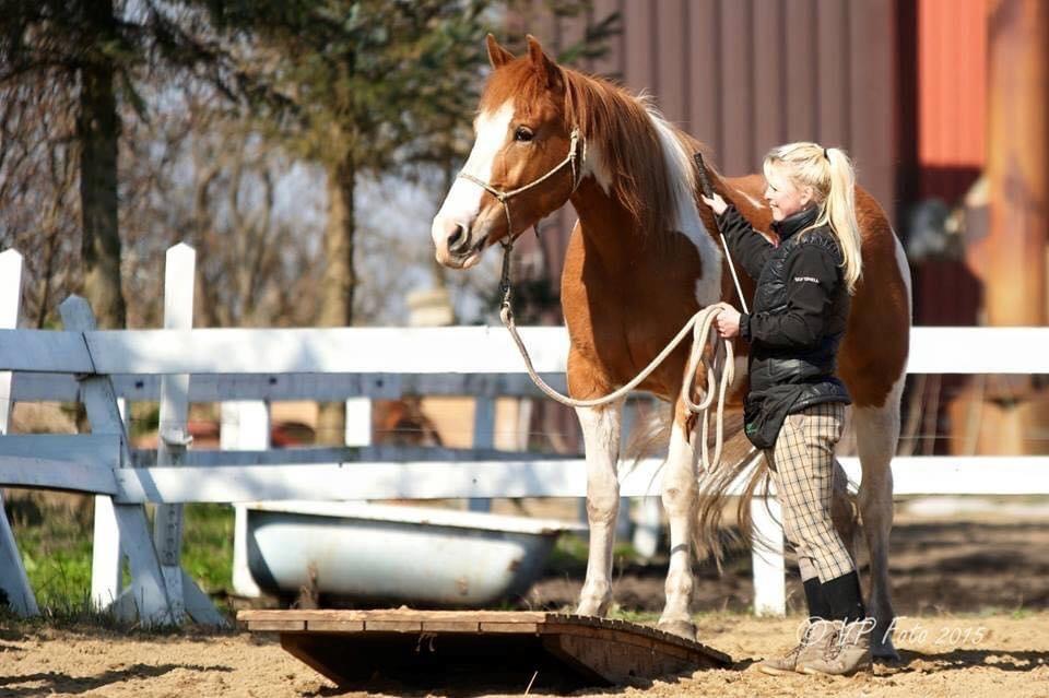 Anden særlig race Corsa billede 12