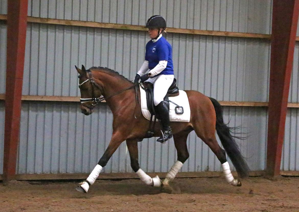 DSP Bjerring's trouble SPH 252 billede 4