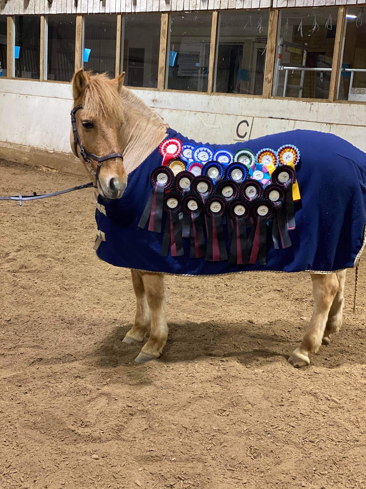 Anden særlig race Adonis - Alt hvad vi har vundet end til nu billede 20