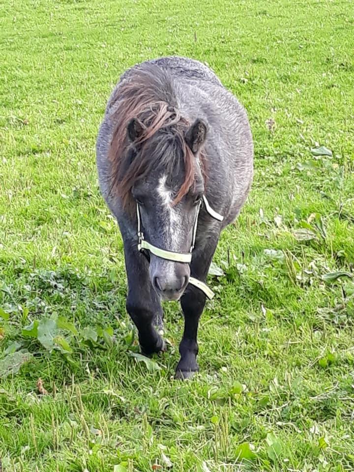 Shetlænder SV. Enya Rose billede 1