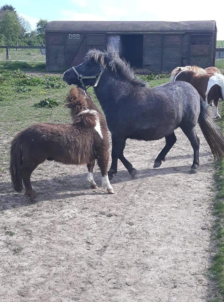 Shetlænder SV. Enya Rose billede 6