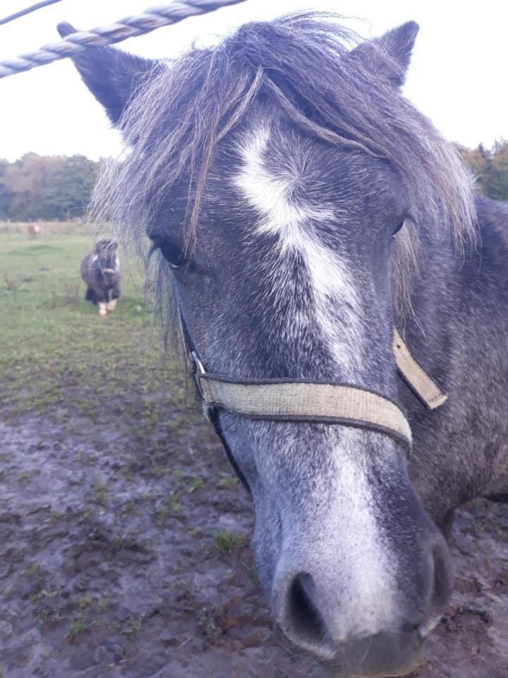 Shetlænder SV. Enya Rose billede 9