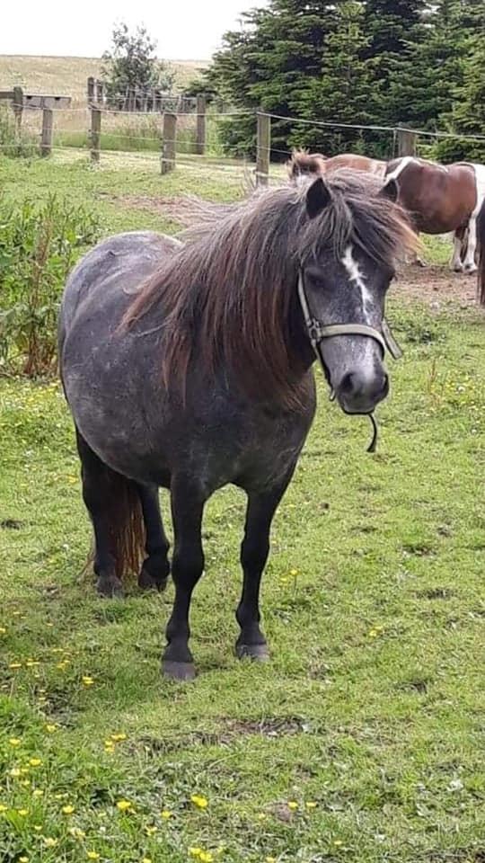 Shetlænder SV. Enya Rose billede 10