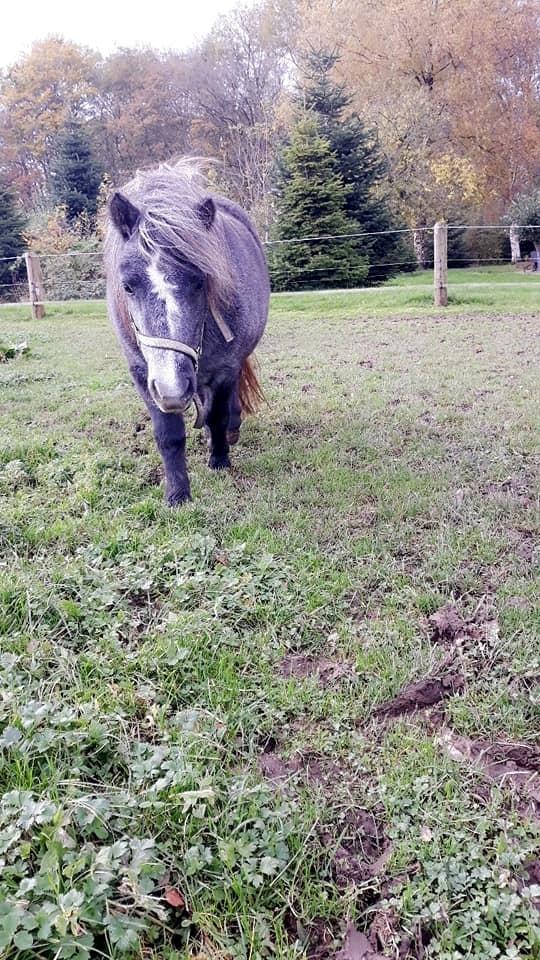 Shetlænder SV. Enya Rose billede 13