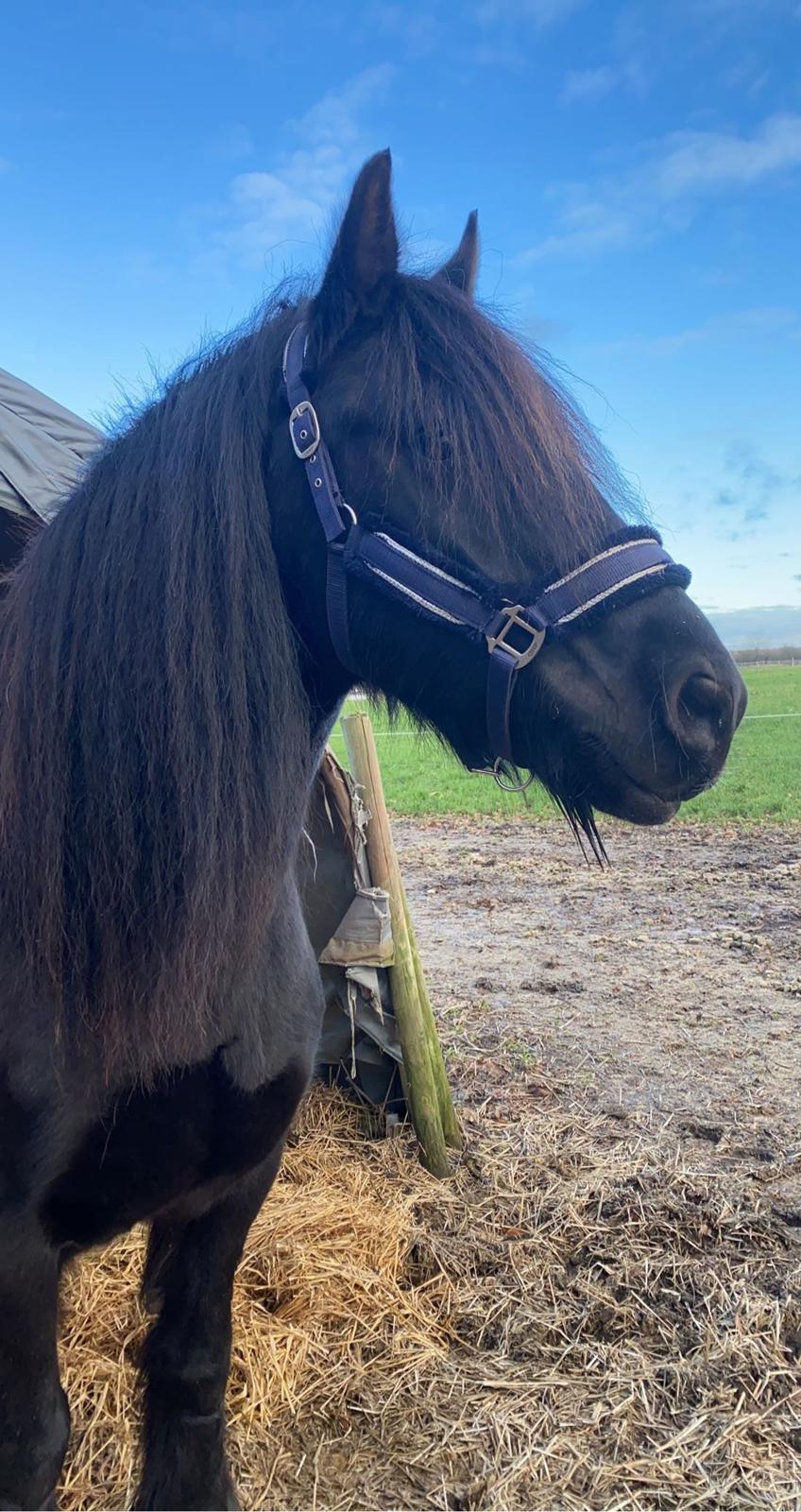 Anden særlig race Berta billede 7
