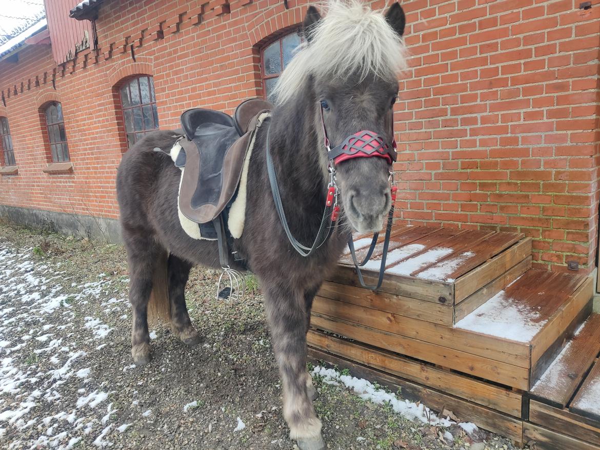 Islænder Vindúr fra Kongelunden billede 1