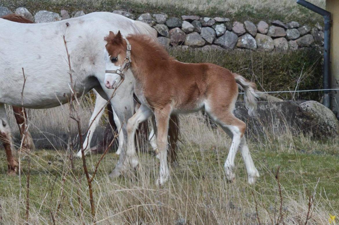 Welsh Mountain (sec A) Noerrelide's Sapphire  billede 2