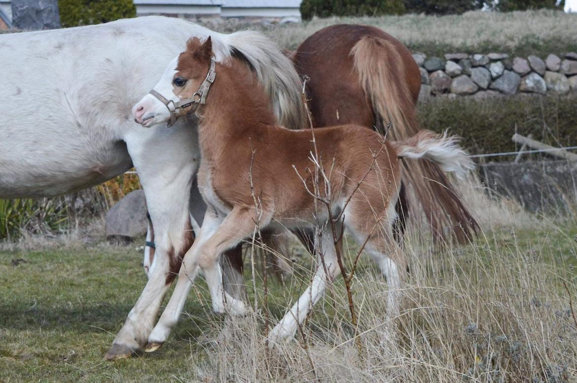 Welsh Mountain (sec A) Noerrelide's Sapphire  billede 3