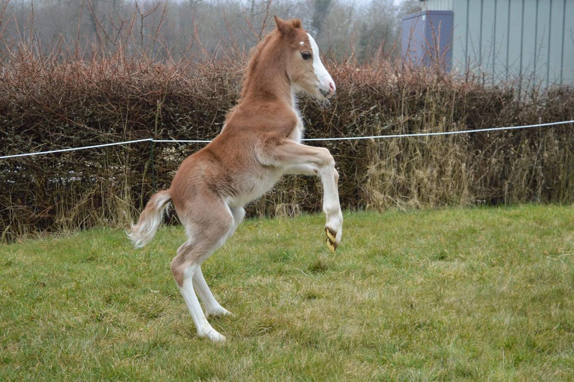 Welsh Mountain (sec A) Noerrelide's Sapphire  billede 8