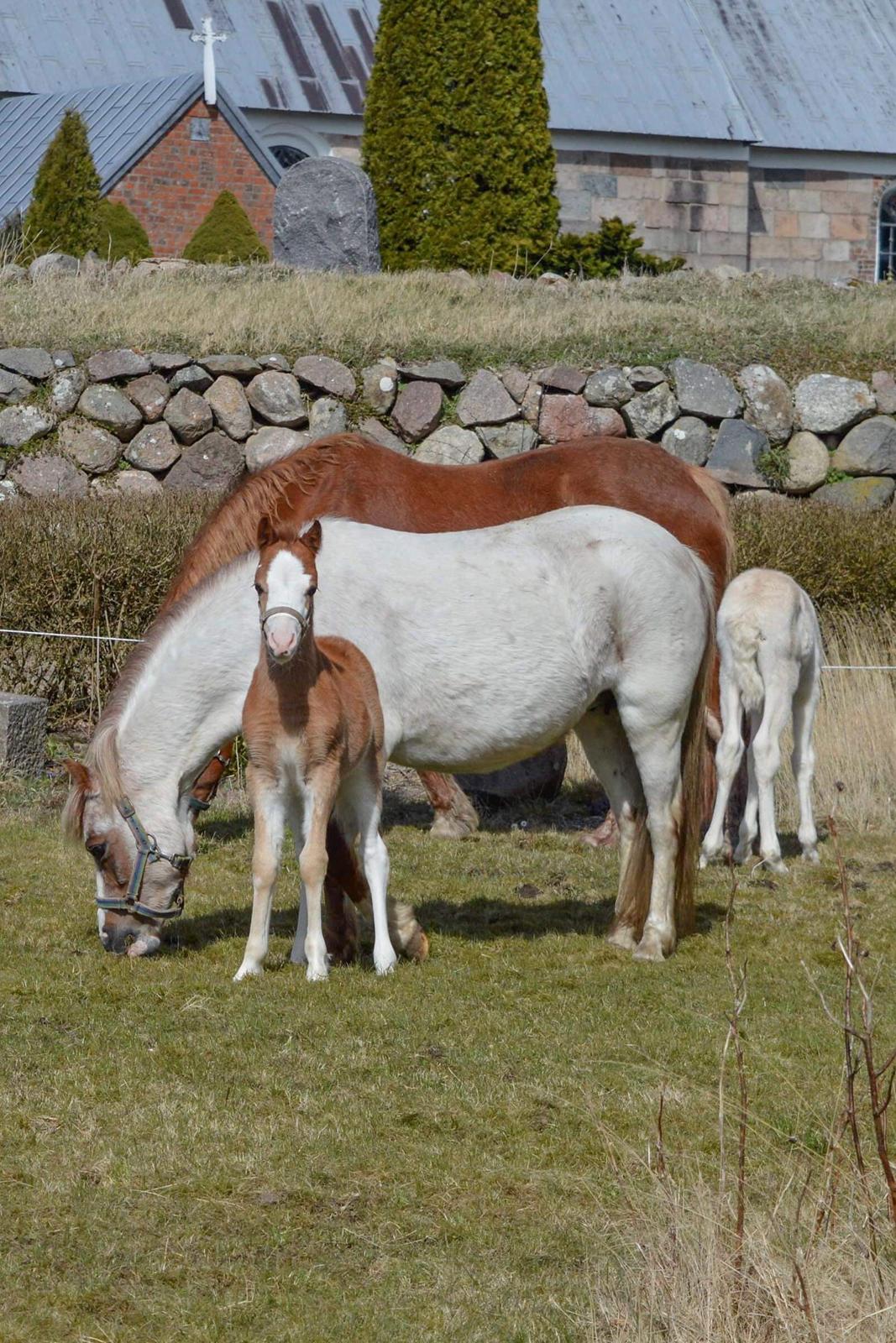 Welsh Mountain (sec A) Noerrelide's Sapphire  billede 5