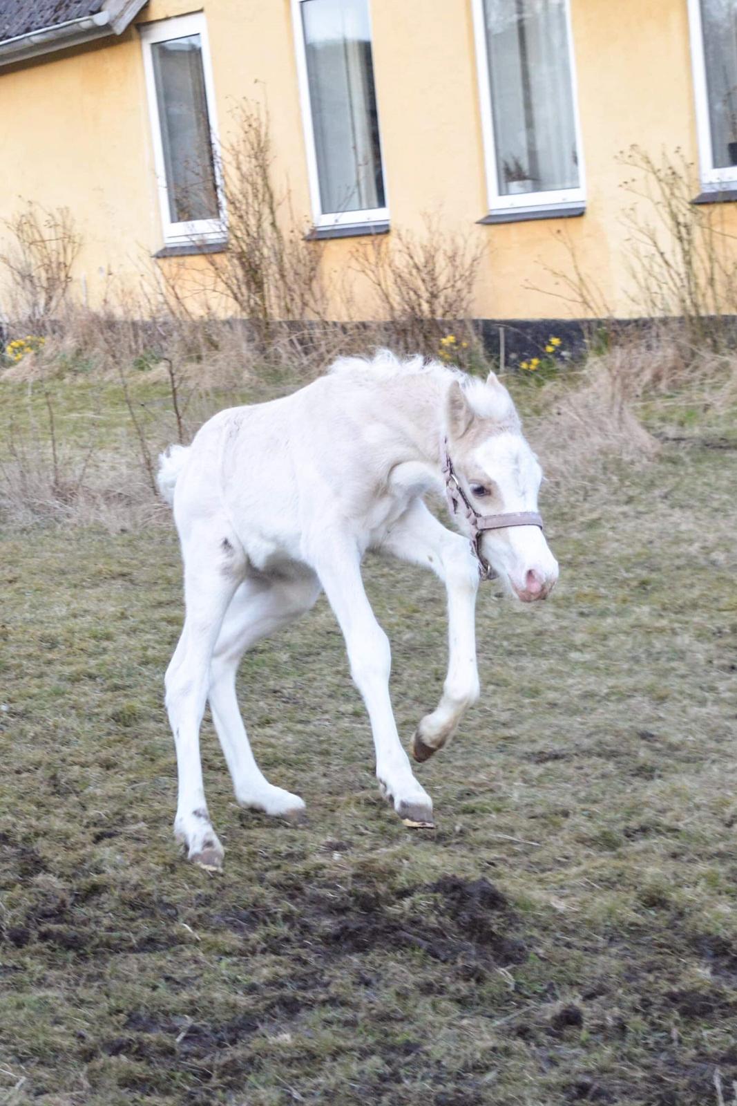 Welsh Pony af Cob-type (sec C) Noerrelide's Nova Noelle  billede 1