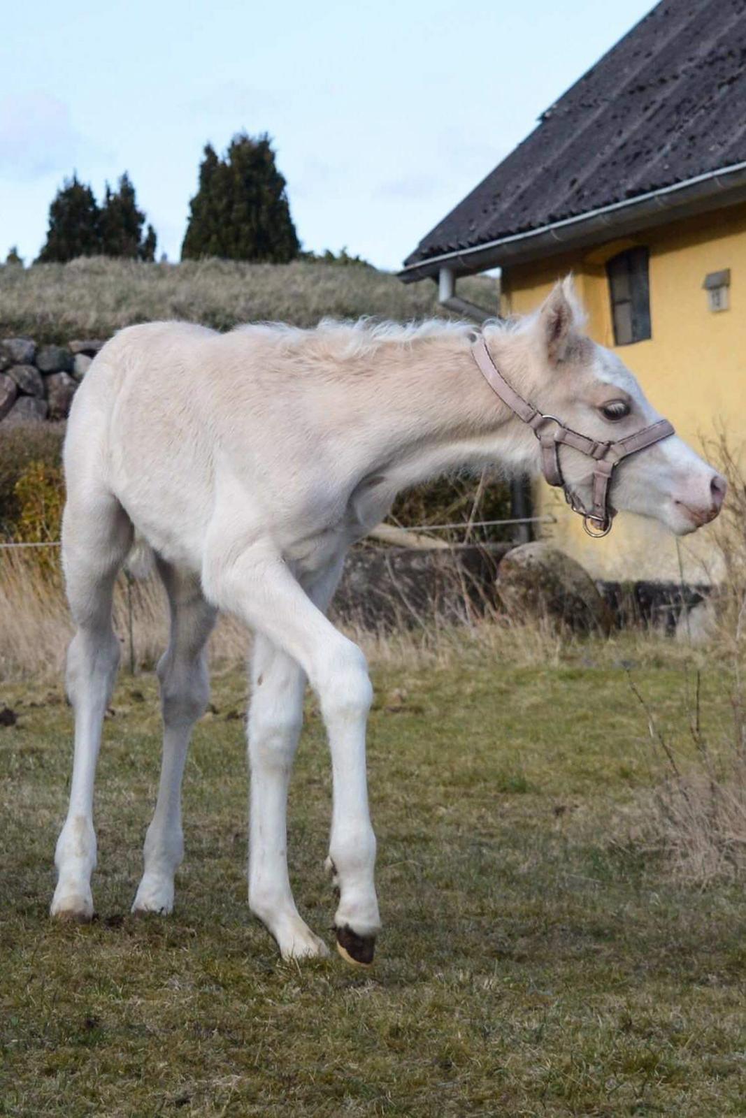 Welsh Pony af Cob-type (sec C) Noerrelide's Nova Noelle  billede 2