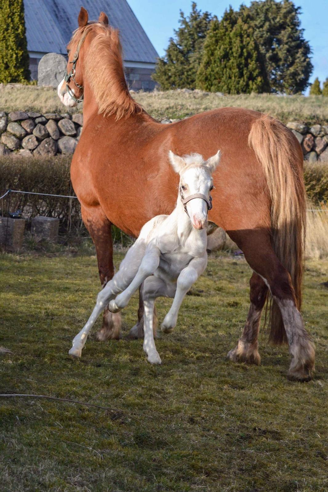 Welsh Pony af Cob-type (sec C) Noerrelide's Nova Noelle  billede 4