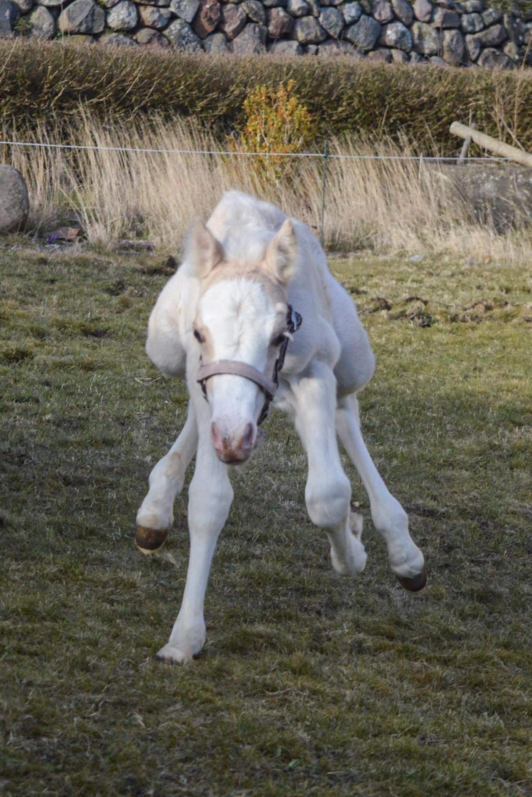 Welsh Pony af Cob-type (sec C) Noerrelide's Nova Noelle  billede 5