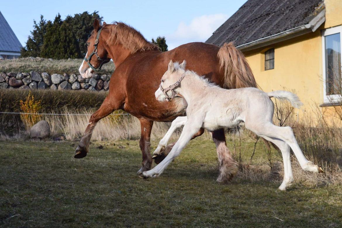 Welsh Pony af Cob-type (sec C) Noerrelide's Nova Noelle  billede 7