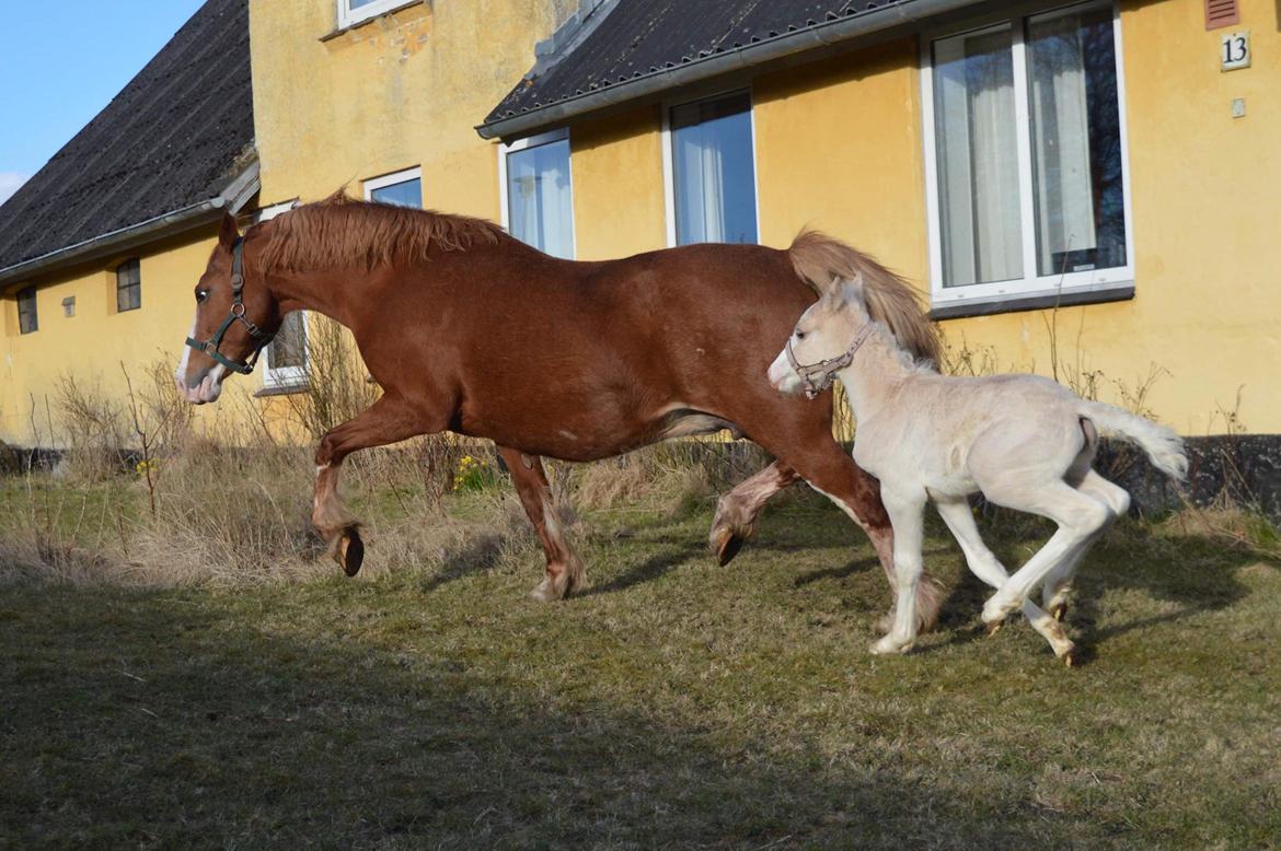 Welsh Pony af Cob-type (sec C) Noerrelide's Nova Noelle  billede 8