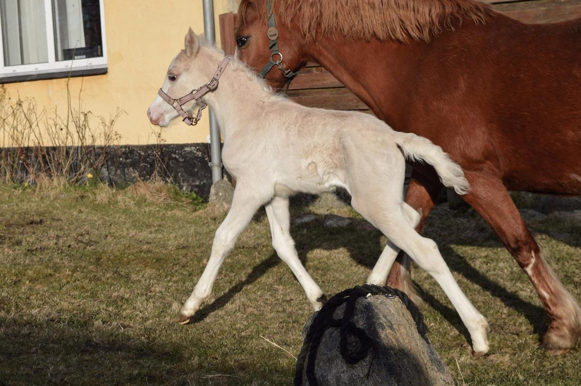 Welsh Pony af Cob-type (sec C) Noerrelide's Nova Noelle  billede 3