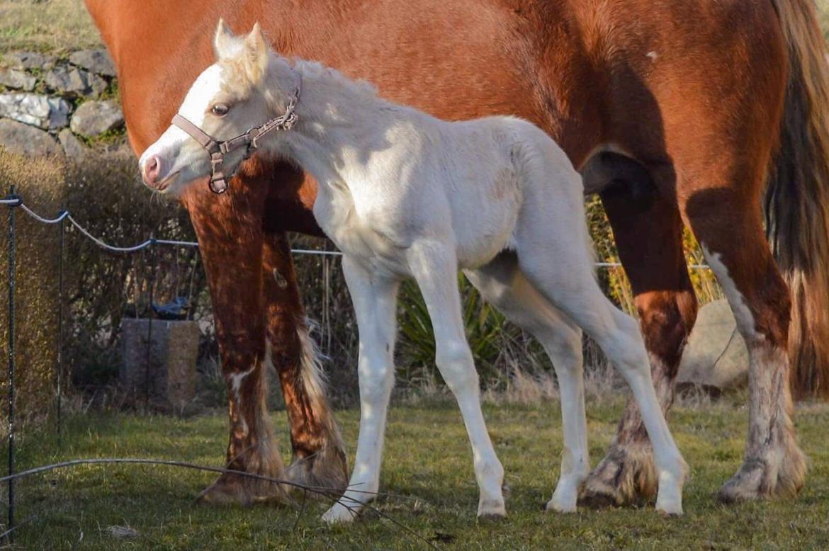 Welsh Pony af Cob-type (sec C) Noerrelide's Nova Noelle  billede 10