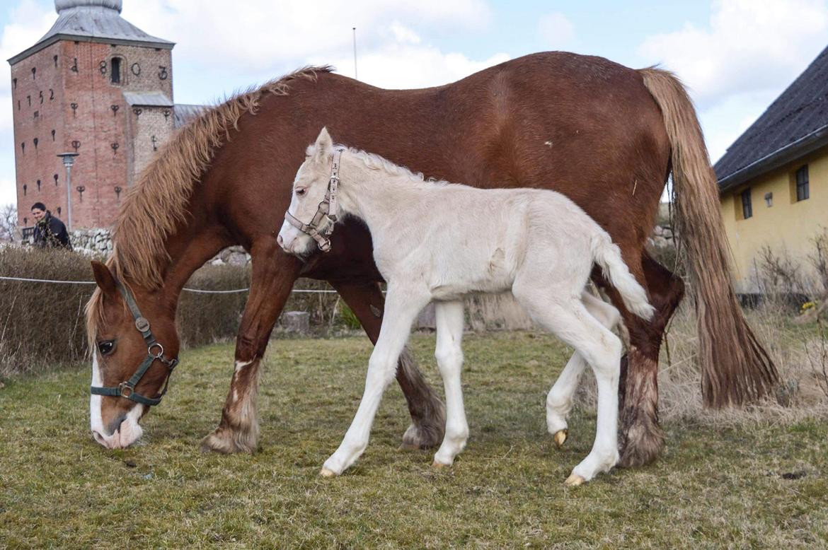 Welsh Pony af Cob-type (sec C) Noerrelide's Nova Noelle  billede 11