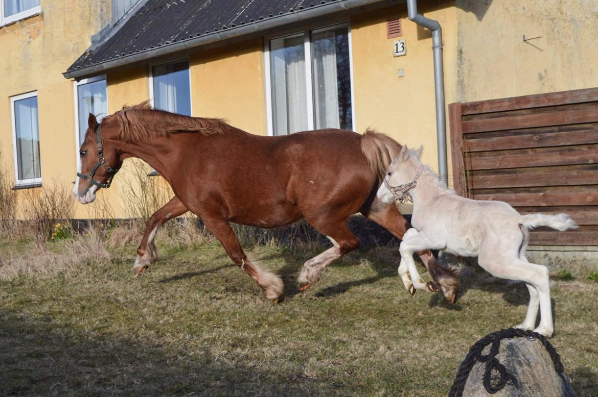 Welsh Pony af Cob-type (sec C) Noerrelide's Nova Noelle  billede 9
