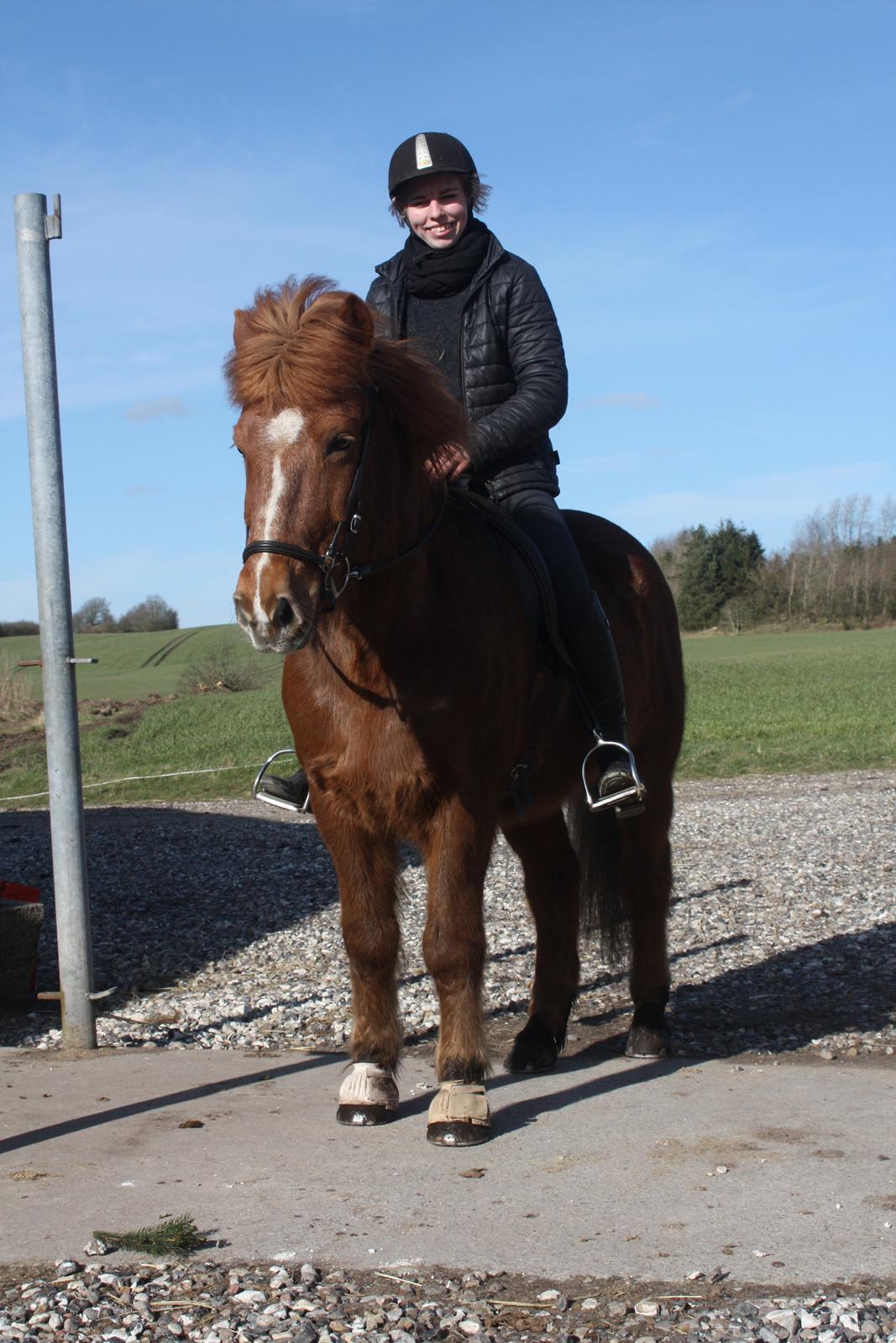 Islænder Elding fra Hvidlersgaarden billede 4