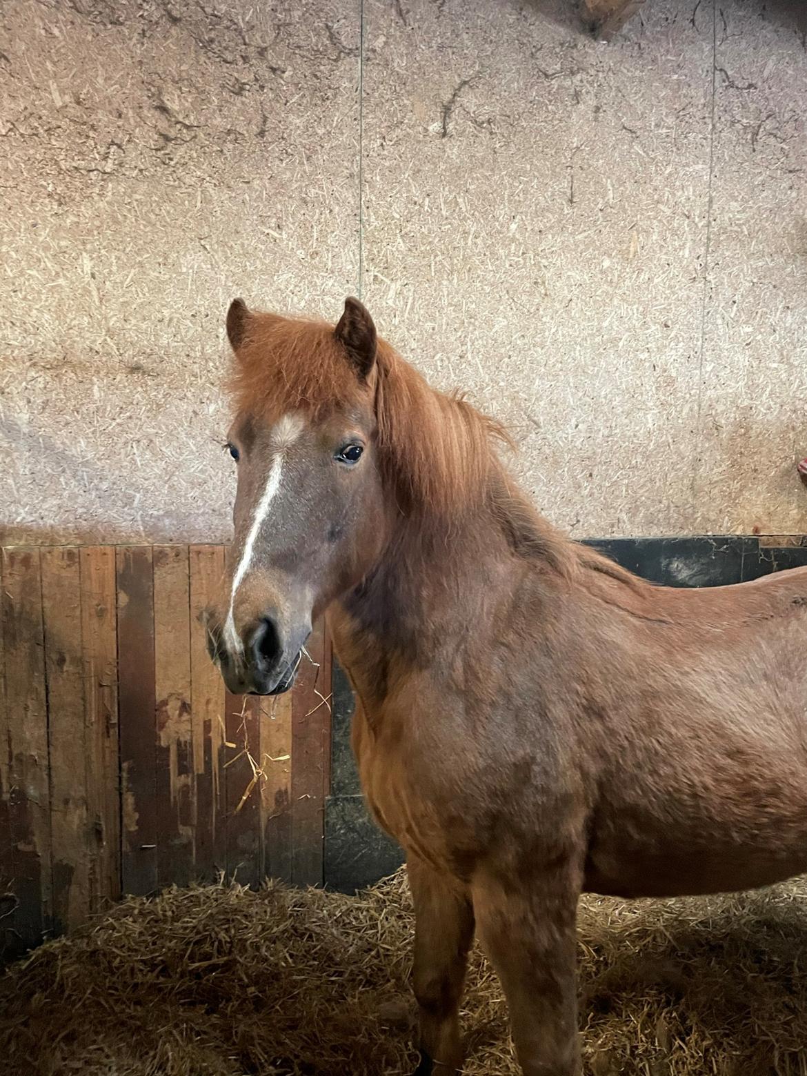 Islænder Elding fra Hvidlersgaarden billede 3