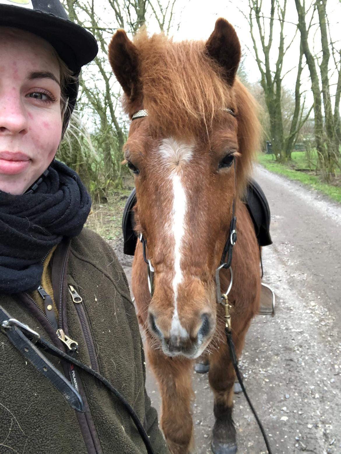 Islænder Elding fra Hvidlersgaarden billede 6