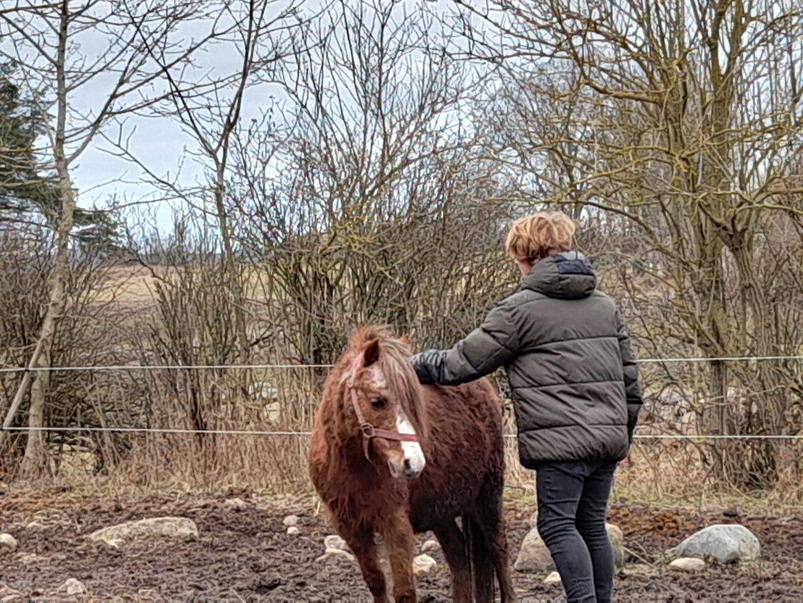 Welsh Mountain (sec A) møllegydens Lynn  billede 7