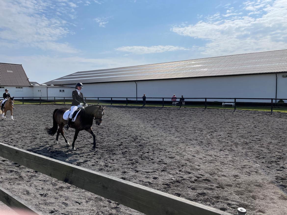 New Forest Bryggergårdens Bacardi billede 3