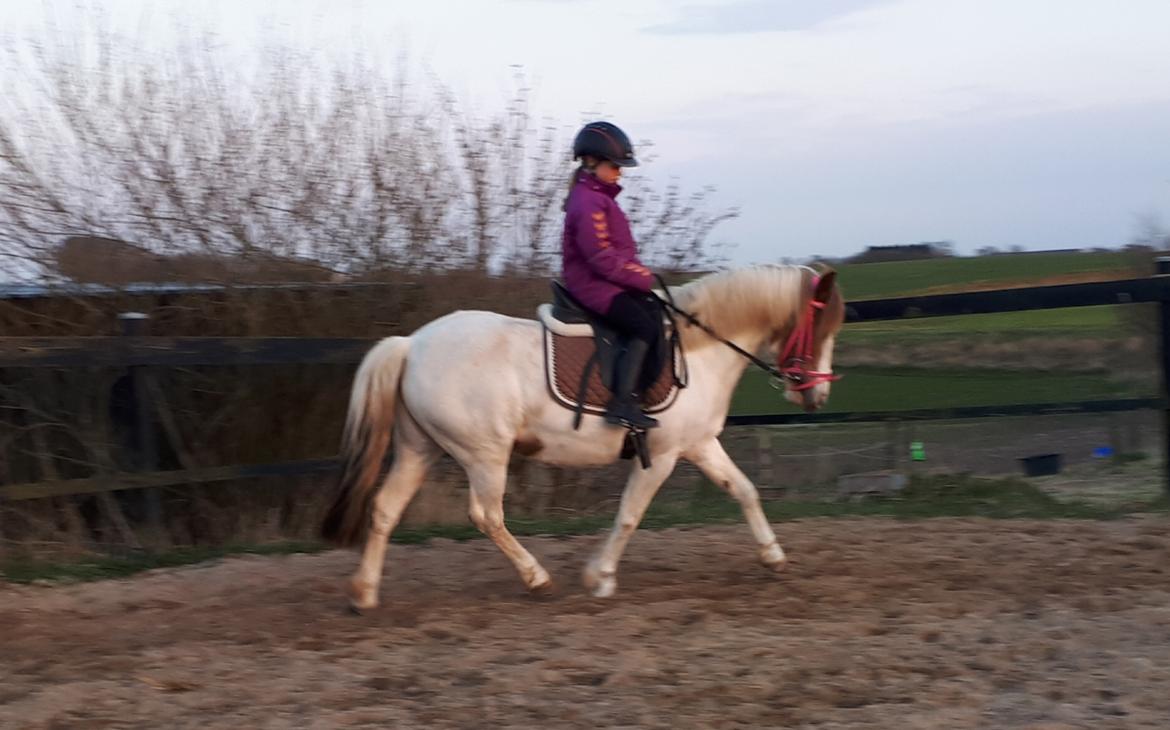 Anden særlig race Line - 18. april 2021. Der arbejdes koncentreret i dressur. billede 16