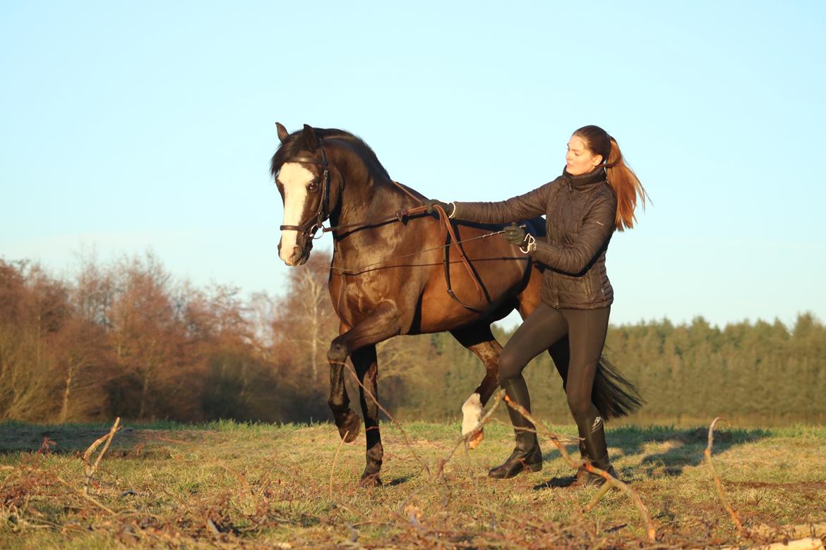 Welsh Partbred (Sec F) Hollywood's Bobby Brown  - 28/2-2021 billede 3